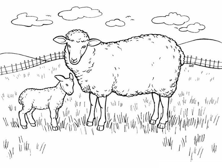 Sheep